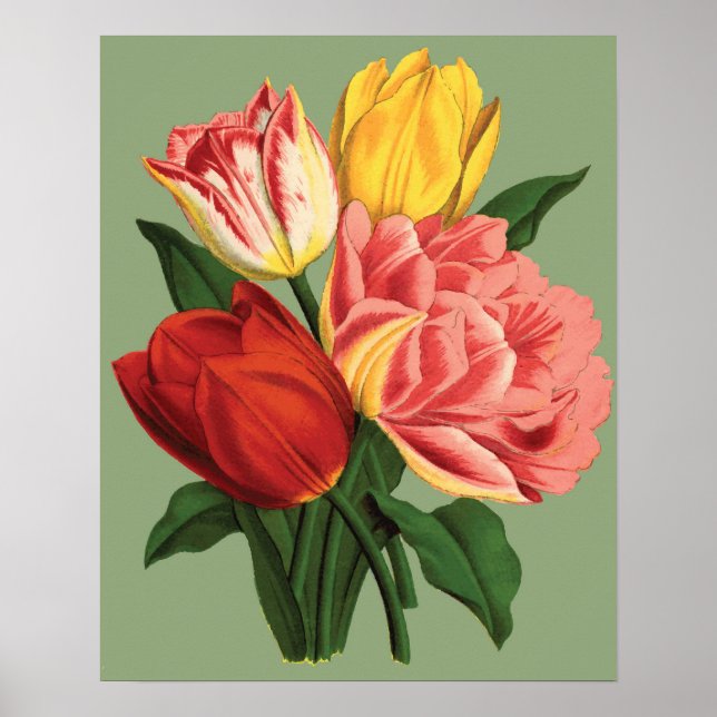 Tulpenblumen Poster (Vorne)