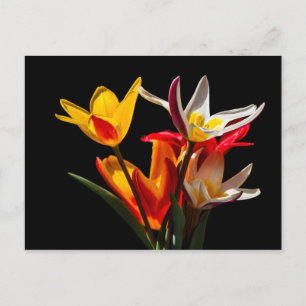 Tulpenblumen vor schwarzem Hintergrund Postkarte