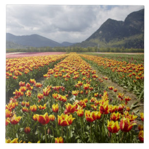 Tulpenfarm in der Nähe von Agassiz, British Columb Fliese
