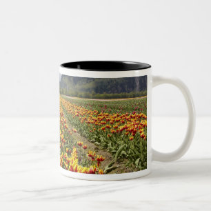 Tulpenfarm in der Nähe von Agassiz, British Columb Zweifarbige Tasse