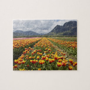 Tulpenfarm nahe Agassiz, British Columbia, Puzzle