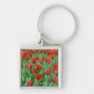 Tulpenfeld blüht im Frühling. Schlüsselanhänger