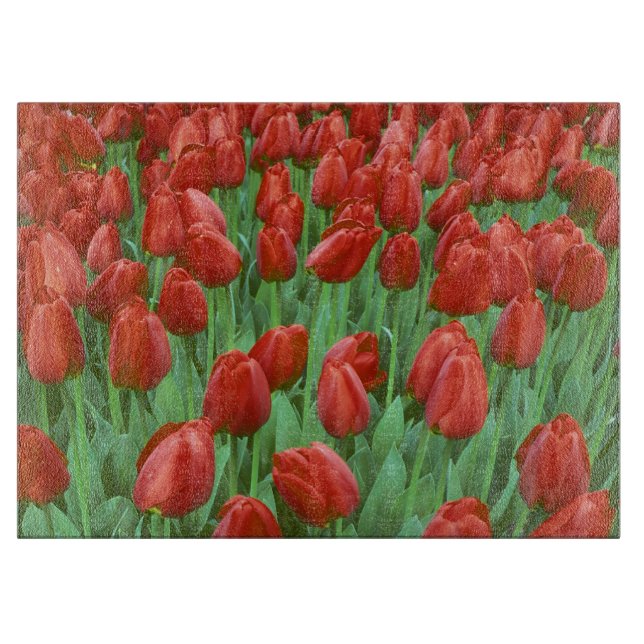 Tulpenfeld blüht im Frühling. Schneidebrett (Vorderseite)