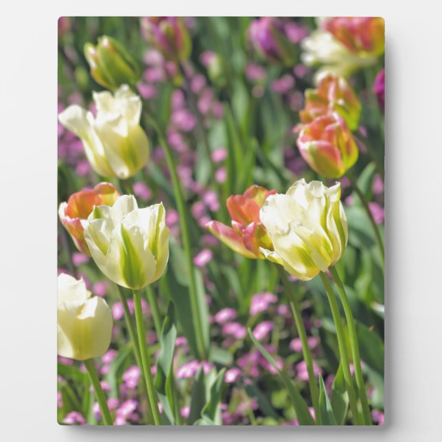 Tulpenfeld Fotoplatte (Vorderseite)
