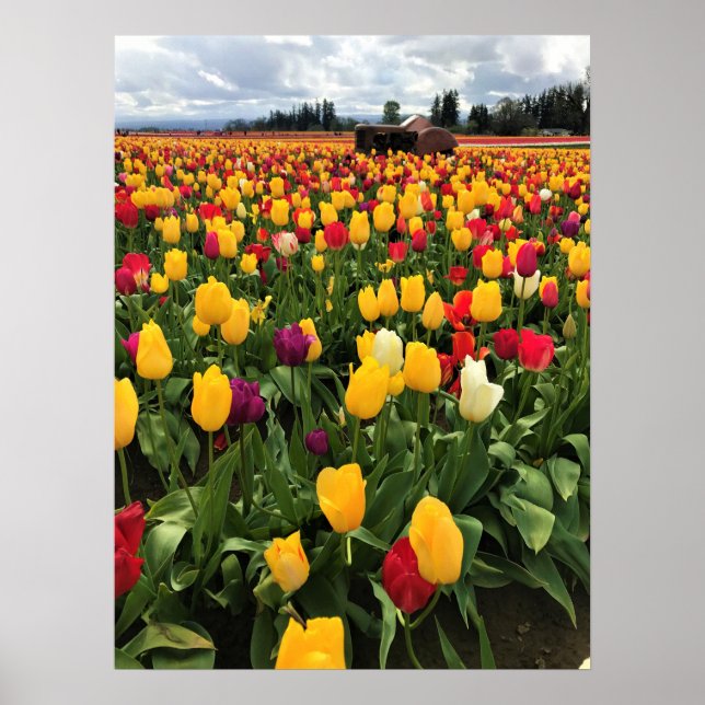 Tulpenfeld mit altem Traktor, Oregon Poster (Vorne)