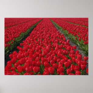 Tulpenfeld, Niederlande, Holland Poster