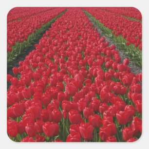 Tulpenfeld, Niederlande, Holland Quadratischer Aufkleber