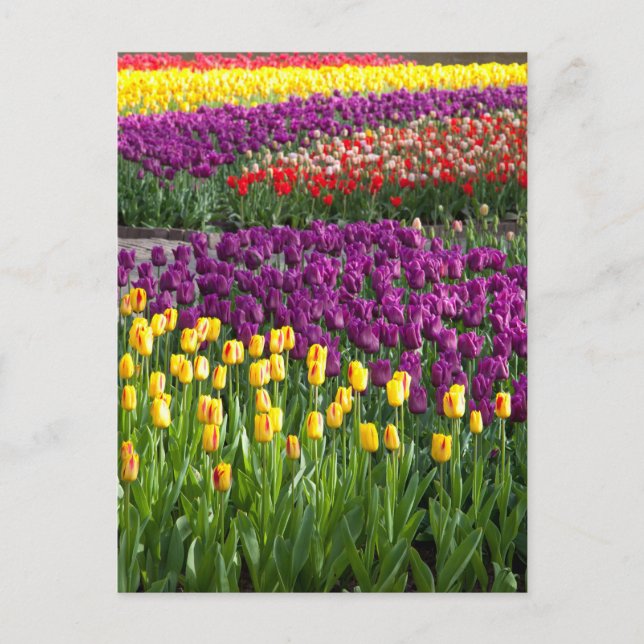 Tulpenfeld Postkarte (Vorderseite)