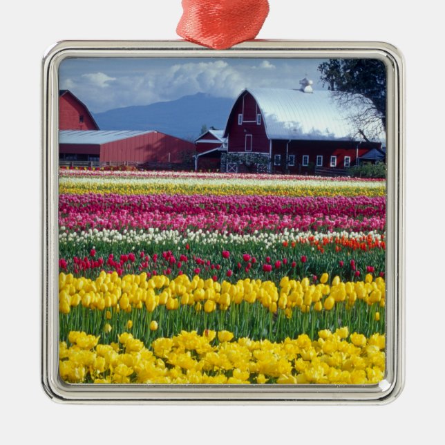 Tulpenfeld Silbernes Ornament (Vorne)