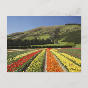Tulpenfelder, bei Tapanui, West Otago, South 2 Postkarte