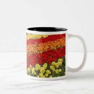 Tulpenfelder, bei Tapanui, West Otago, Süden Zweifarbige Tasse