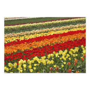 Tulpenfelder nahe Tapanui, West Otago, Süden Fotodruck