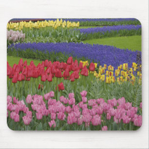 Tulpengarten, Hyazinthen und Mousepad