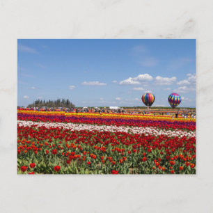 Tulpenmanie-Postkarte Postkarte