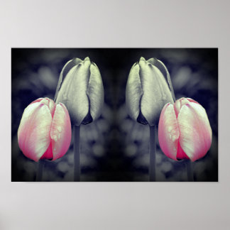 Tulpenpaar Kunst Schwarzweiß Teilfarbe Poster