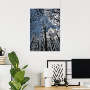 Tulpenpappel-Bäume Bewölkter Blaue Himmel Poster