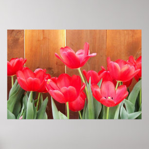Tulpenzeit Poster
