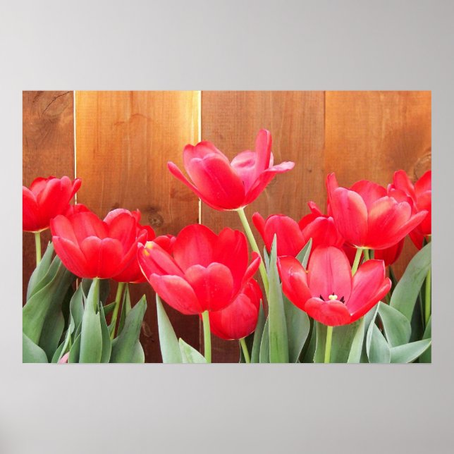 Tulpenzeit Poster (Vorne)