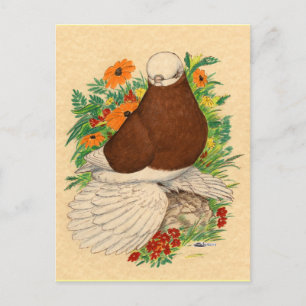 Tumbler Pigeon Red Bald Muffed Postkarte