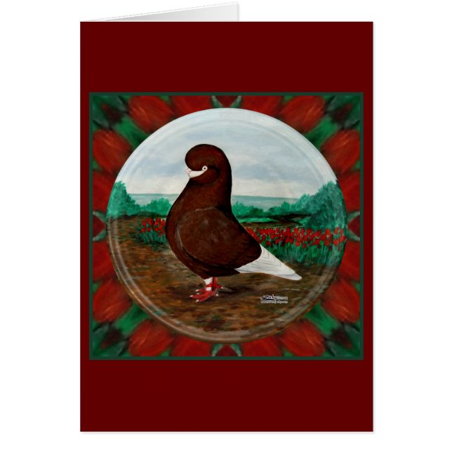 Tumbler Red Beard Pigeon (Vorne)