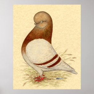 Tumbler-Taube: LFCL Mealy Poster