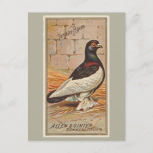 Tumbler-Taube Postkarte