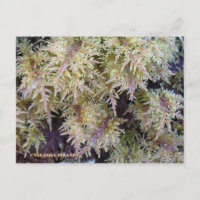 Tundra Moss, Insel Unalaska