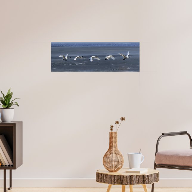 Tundra Swan Icy Takeoff Poster (Wohnzimmer 3)