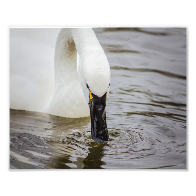 Tundra Swan Schwimmen Nähe Fotodruck (Vorne)
