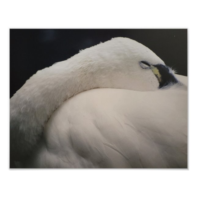 Tundra Swan sleeping Photo Enlargement Fotodruck (Vorne)