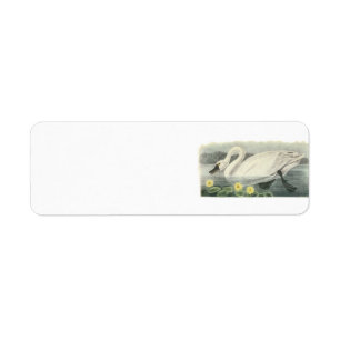 Tundra Swan von Audubon
