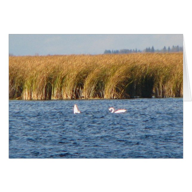 Tundra Swans (Vorderseite (Horizontal))