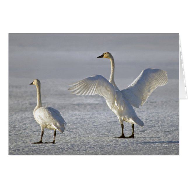 Tundra Swans (Cygnus Columbianus) (Vorderseite (Horizontal))
