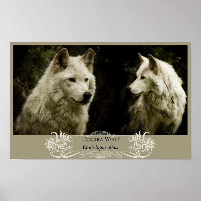 Tundra Wolf 11x17 Poster (Vorne)
