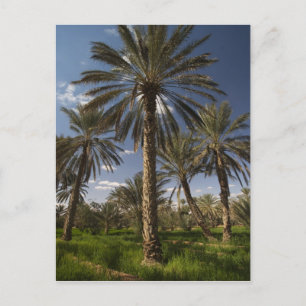 Tunesien, Ksour Area, Ksar Ghilane, Dattelpalme 2 Postkarte