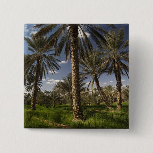 Tunesien, Ksour-Gebiet, Ksar Ghilane, Dattelpalme Button