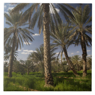 Tunesien, Ksour-Gebiet, Ksar Ghilane, Dattelpalme Fliese