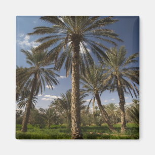 Tunesien, Ksour-Gebiet, Ksar Ghilane, Dattelpalme Magnet