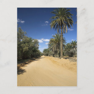 Tunesien, Ksour-Gebiet, Ksar Ghilane, Dattelpalme Postkarte