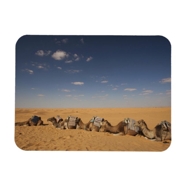 Tunesien, Ksour-Gebiet, Ksar Ghilane, Grand Erg 2 Magnet (Horizontal)