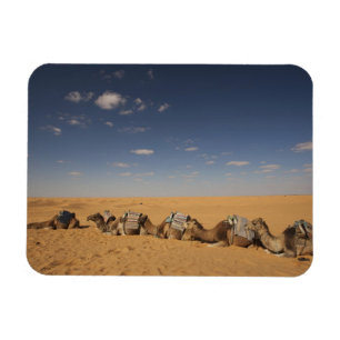 Tunesien, Ksour-Gebiet, Ksar Ghilane, Grand Erg 4 Magnet