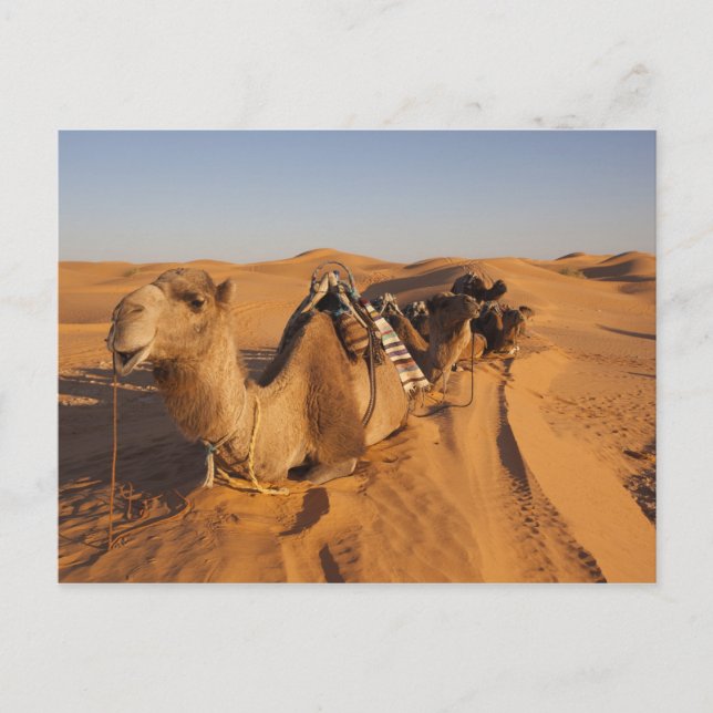 Tunesien, Ksour-Gebiet, Ksar Ghilane, Grand Erg 5 Postkarte (Vorderseite)