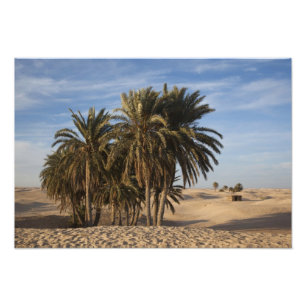 Tunesien, Sahara-Wüste, Douz, Great Dune, Palme Fotodruck