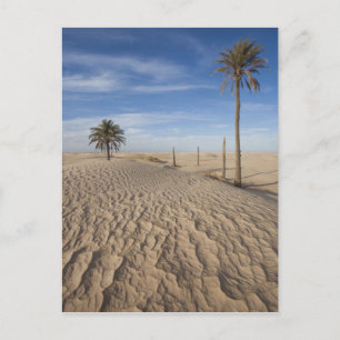 Tunesien, Sahara-Wüste, Douz, Große Düne, Morgendä Postkarte