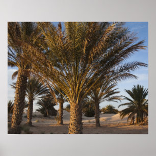 Tunesien, Sahara-Wüste, Douz, Große Düne, Palme Poster