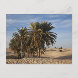 Tunesien, Sahara-Wüste, Douz, Große Düne, Palme Postkarte