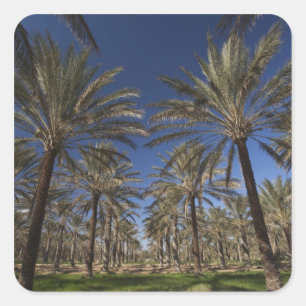 Tunesien, Sahara Wüste, Douz, Zone Touristique, 2 Quadratischer Aufkleber