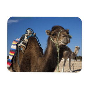 Tunesien, Sahara-Wüste, Douz, Zone Touristique, Magnet