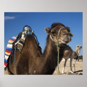 Tunesien, Sahara-Wüste, Douz, Zone Touristique, Poster