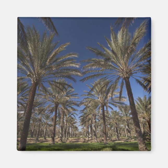 Tunesien, Wüste Sahara, Douz, Zone Touristique, 2 Magnet (Vorne)